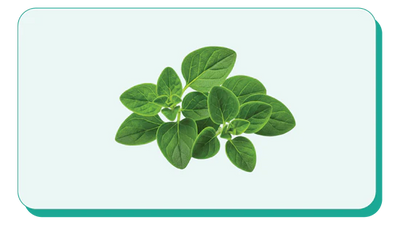 OREGANO LEAF