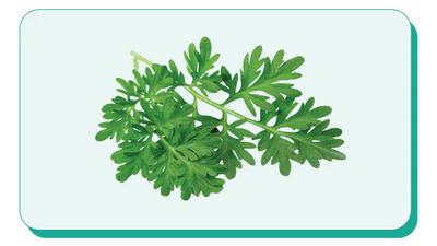 WORMWOOD (THUJONE-FREE)